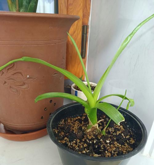 万年青开花后的修剪技巧（让您的万年青重获新生——修剪万年青开花后的关键）