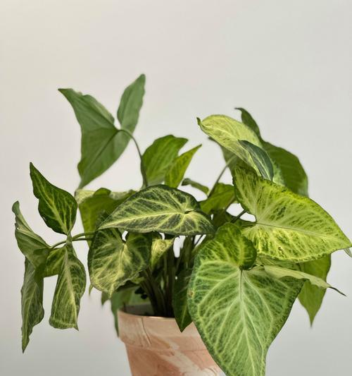 黑金刚花的养护要点（让你的黑金刚花健康茁壮成长的养护指南）