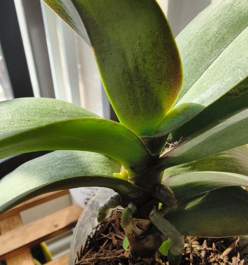 蝴蝶兰出花剑后的科学浇水方法（打造健康蝴蝶兰，正确掌握浇水要领）