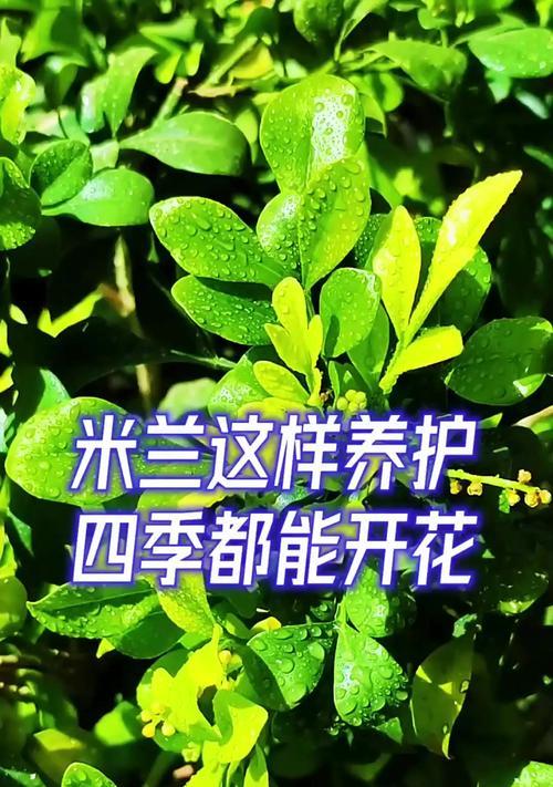 如何养护健康的米兰花（掌握关键技巧，让你的米兰花茁壮成长）