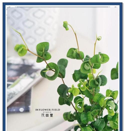 如何处理绿植卷叶问题（解决绿植卷叶的方法及注意事项）