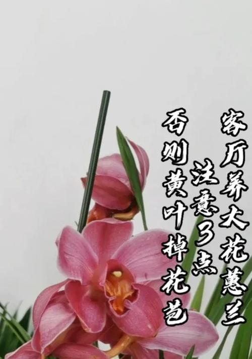 大蕙兰黄叶之谜（大蕙兰黄叶的成因、预防与治疗方法详解）