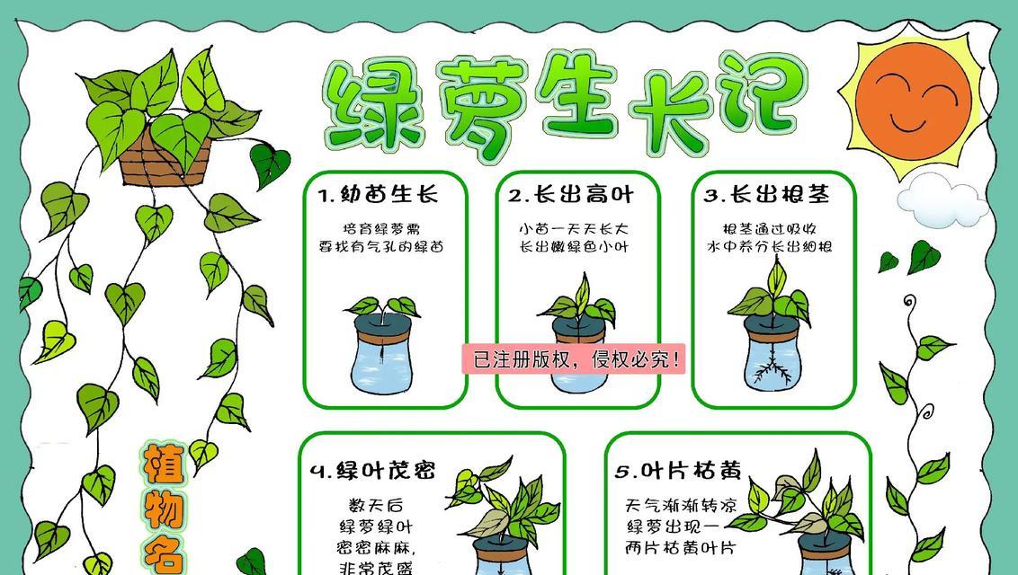 绿萝又绿又长，你需要知道的一切（打造绿色世界，从养绿萝开始）