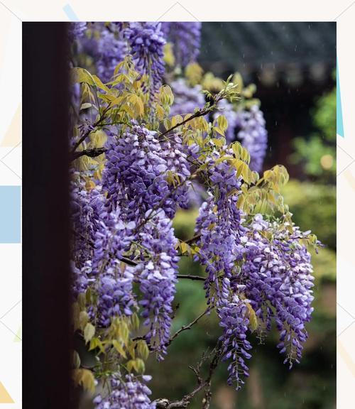 亲情之花——康乃馨（表达亲情的花语，康乃馨的故事和象征意义）