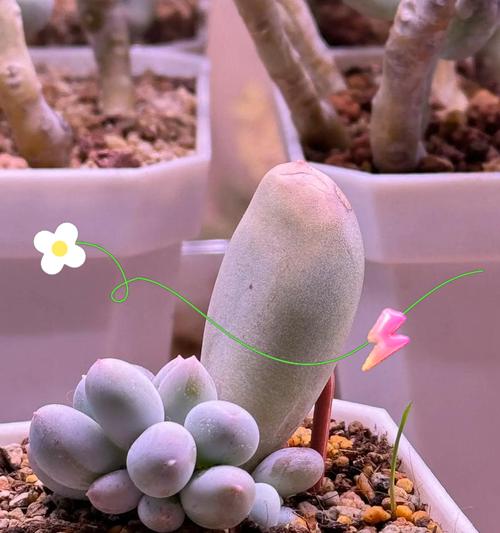 多肉植物如何处理黑腐现象？（有效应对黑腐，保护多肉植物健康）
