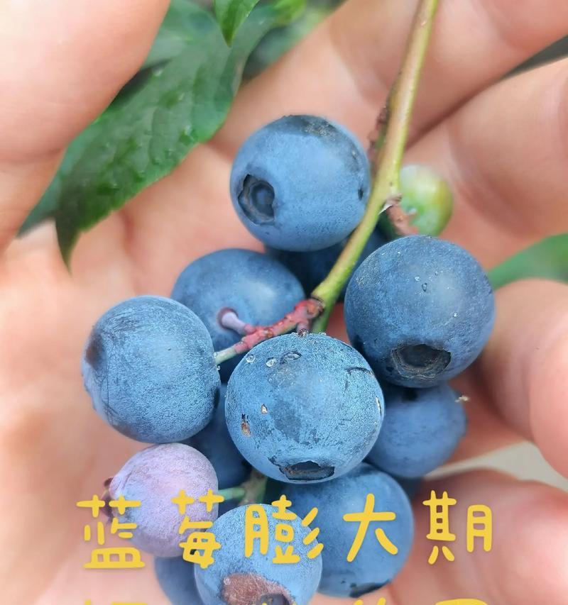 如何科学施肥让蓝莓更健康？（蓝莓施肥的方法和技巧）
