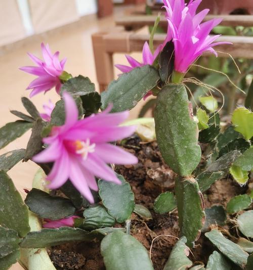 蟹爪兰花的种植技巧与养护方法（美丽的蟹爪兰花如何栽培？学习这些技巧让你轻松驾驭！）