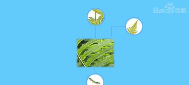 蕨类植物的繁殖方式及其特点（以蕨的繁殖机制和生命周期）