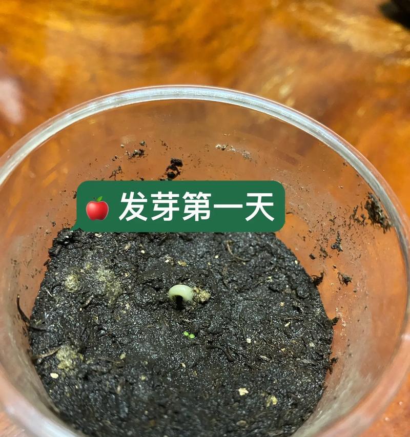 绿豆的种植技巧（如何种植健康丰收的绿豆）
