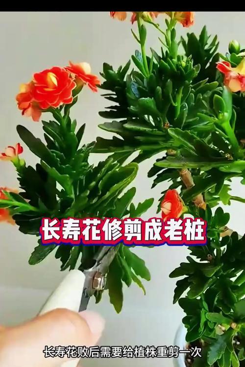 长寿花的养殖技巧（打造美丽持久的长寿花盆栽）