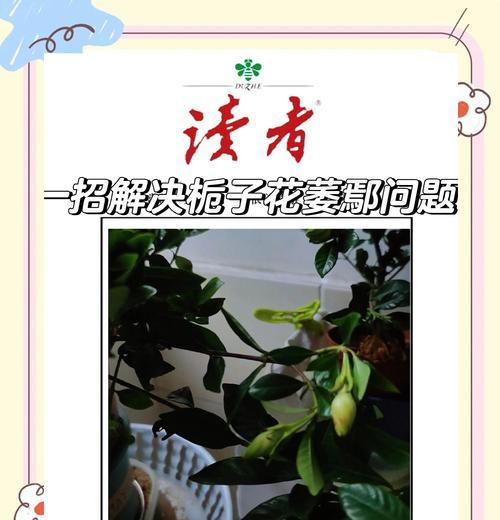 解析栀子花花苞叶子干叶的原因及处理方法（探究栀子花花苞叶子干叶的问题，帮助花友解决烦恼）