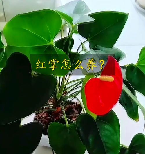 以红掌叶怎么救活？（掌握关键技巧，让红掌重焕生机）