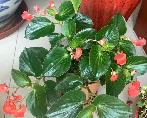 四季海棠的美丽与魅力（赏析四季海棠花之美）