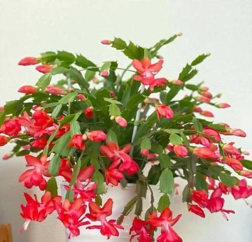 蟹爪兰的繁花之道（探秘蟹爪兰如何培养出丰富多彩的花朵）