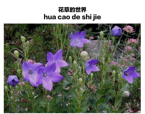 如何有效醒花桔梗花（掌握醒花技巧，让桔梗花绽放生命之美）