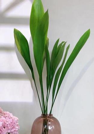 一叶兰英的养殖技巧与注意事项（打造美丽室内绿植，轻松养活一叶兰英）