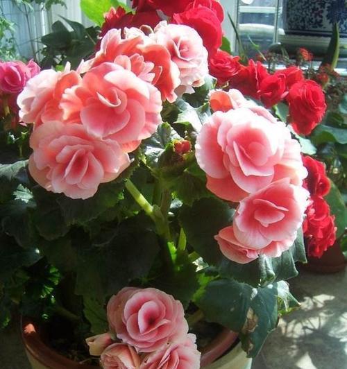 夏天如何养护丽格海棠花（打造盛夏花海，关键在于正确的养护技巧）
