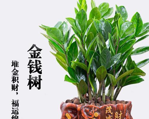 摇钱树的养护秘籍（如何正确养护你的摇钱树，让财富源源不断）