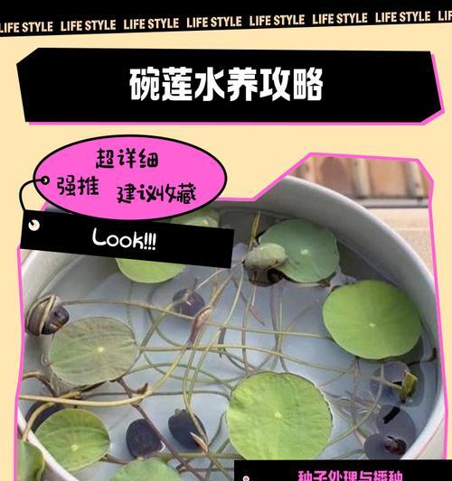 水中养殖葱莲的技巧与方法（探索水中养殖葱莲的最佳环境与关键要素）