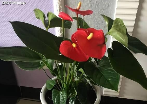 办公室大花木的养护技巧（打造舒适办公环境，从绿植开始）