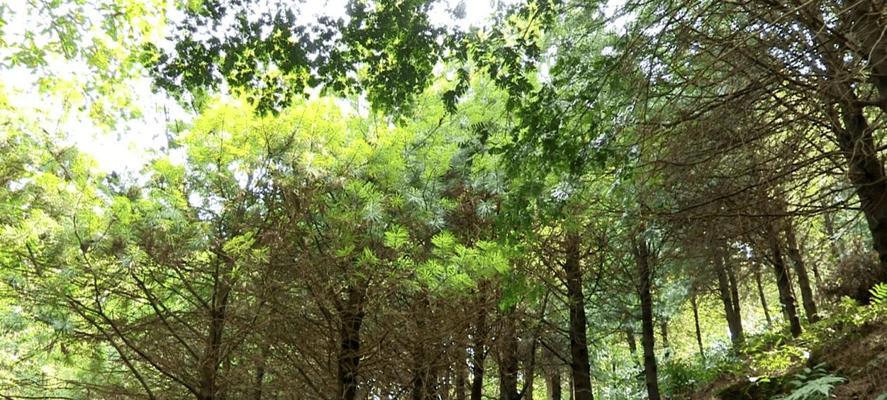 以银衫怎么种植？（学会种植银衫，打造绿色家园）