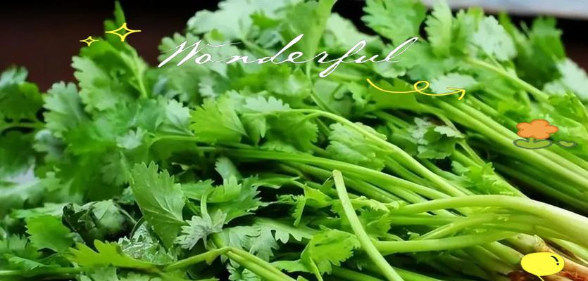 秋天了，香菜怎么吃好？（秋风送爽，美味香菜满满的秘密）