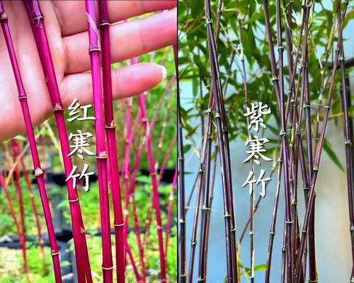 红观音竹的养殖技巧（注意事项和注意细节让红观音竹茁壮成长）