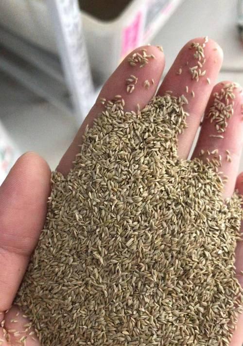 种子的种植与管理（从播种到收获的全过程）