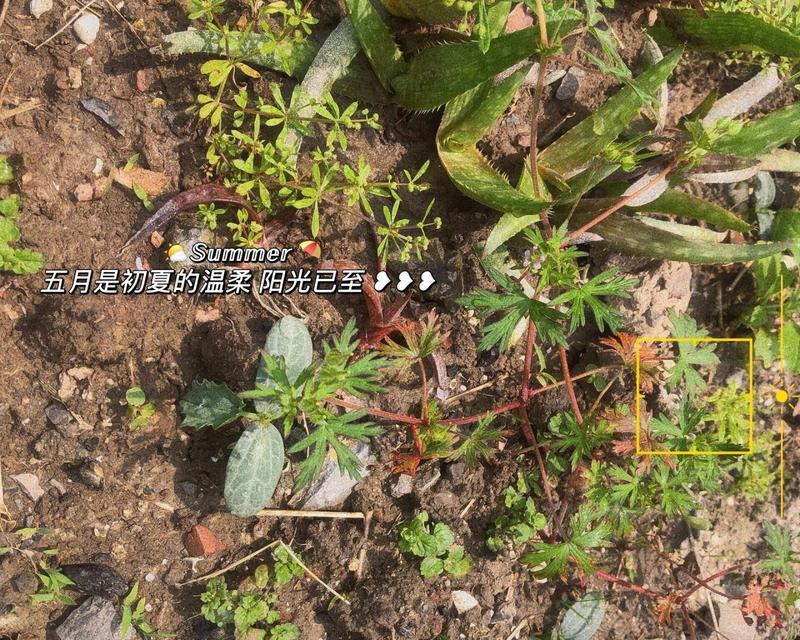 如何正确浇水给刚发芽的雏菊（避免水浇多造成伤害的小窍门）