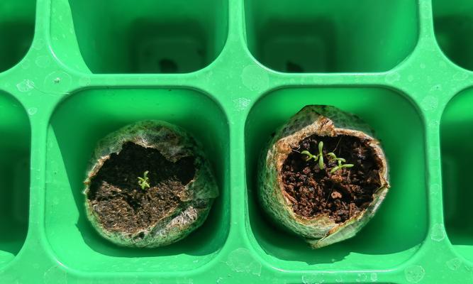 应对满天星幼苗被冻的方法（保护幼苗免受冻害，恢复满天星植株的生机）