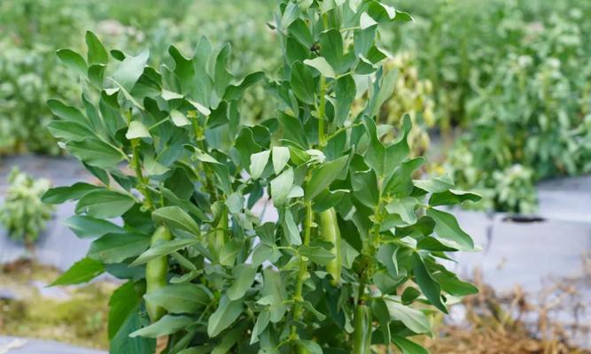 山东蚕豆种植时间及技巧（蚕豆种植月份、品种选择和栽培技巧）
