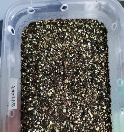 白兰花种子的收集与保存（种子的采摘时机、保存方法及发芽技巧）