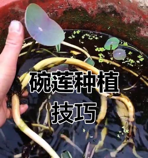 碗莲缺水后不生长了怎么办？（解决碗莲缺水引发的生长问题的方法及注意事项）