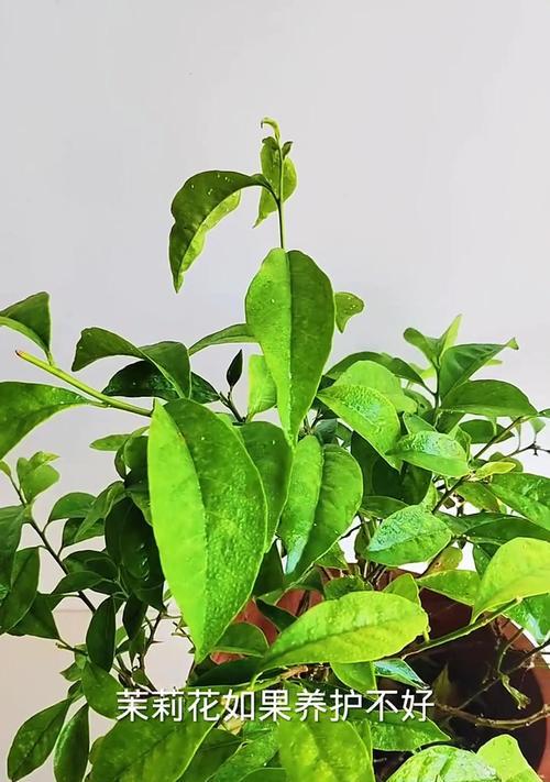 茉莉花花朵发黄的原因与治理方法（茉莉花花朵变黄原因解析，简单而有效的治理方法分享）