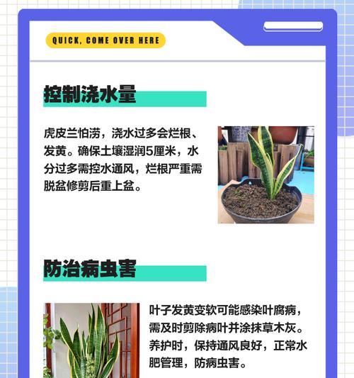 虎皮兰叶子倒伏的原因及应对措施（虎皮兰叶子倒伏的成因和解决方法详解）