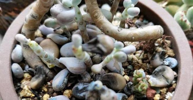 多肉植物小白点治疗指南（从根源解决小白点问题，让你的多肉植物焕发健康之美）