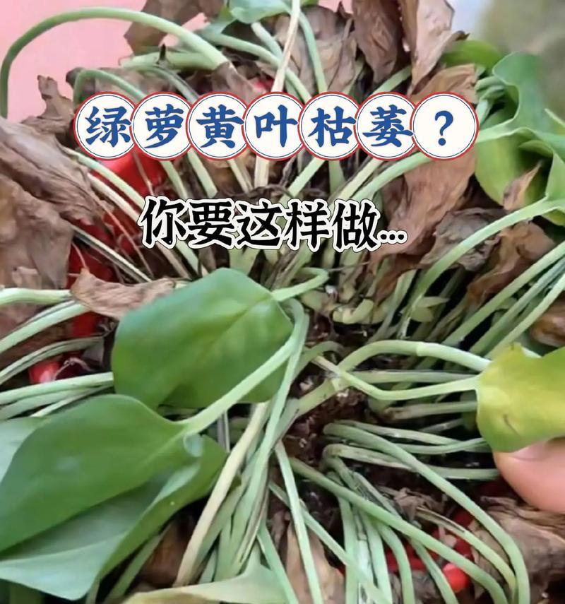 绿萝叶子发黄的原因及解决方法（探究绿萝叶子发黄的原因，提供解决方法让您的绿萝重拾翠绿生机）