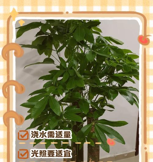 发财树的施肥技巧（让你的发财树茁壮成长，摇钱树不再遥不可及！）