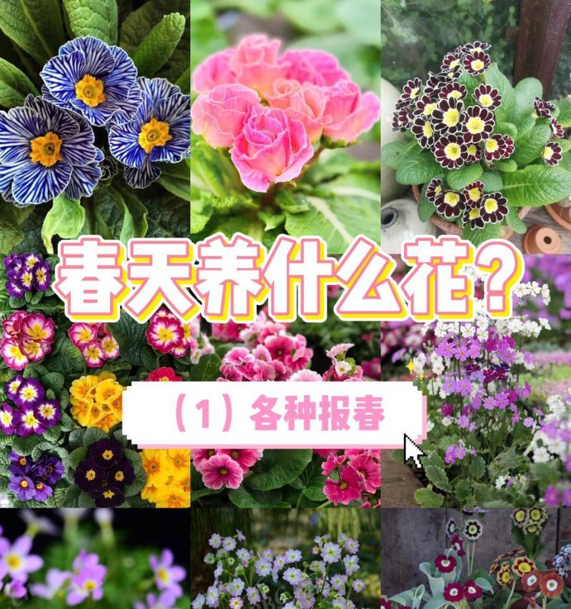 报春花的养殖技巧（打造美丽花园的秘籍，轻松养护报春花）