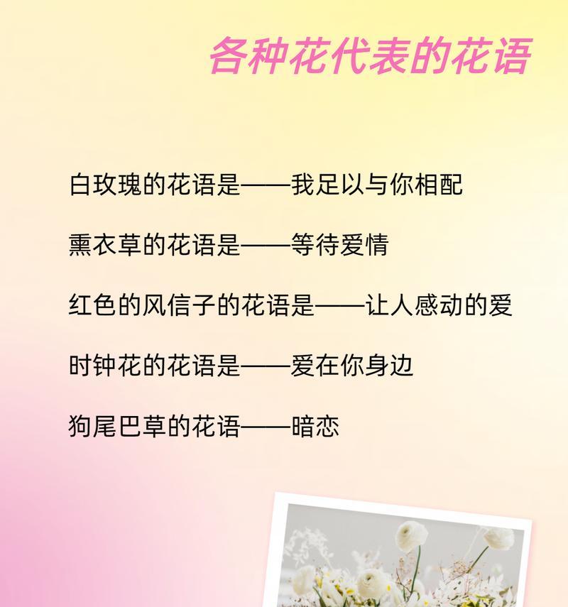 玫瑰花语的含义（探寻玫瑰花的15个不同寓意）