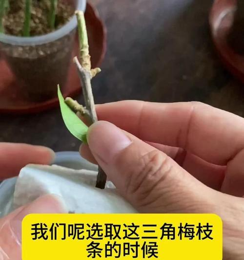 水培扦插的生根方法（通过水培技术促进植物生根）