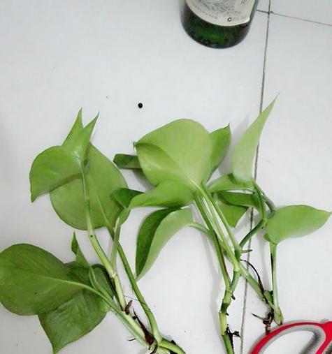 绿萝叶子发黄的原因及解决方法（解析绿萝叶子发黄的原因，告诉你怎么恢复叶片的翠绿）