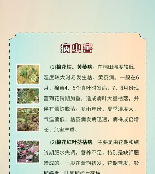 棉花花期全解析（棉花的生长周期、花期影响因素、如何判断花期等问题详解）