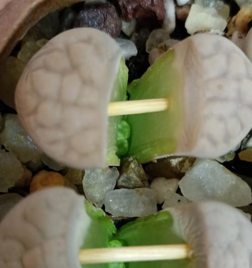石生花徒长的调理方法（避免石生花失去美丽）