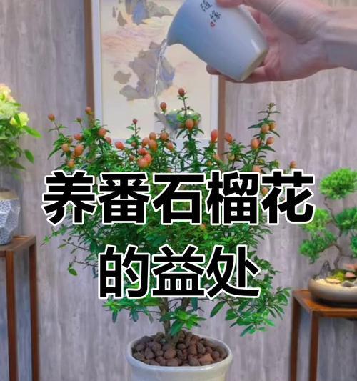 如何养殖石榴盆栽（掌握关键的养殖技巧，打造健康石榴盆栽）