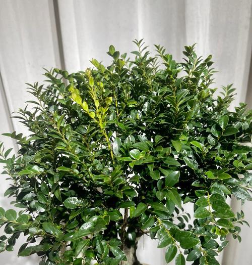黑骨茶花的养护秘籍（打造健康美丽的黑骨茶花花坛）