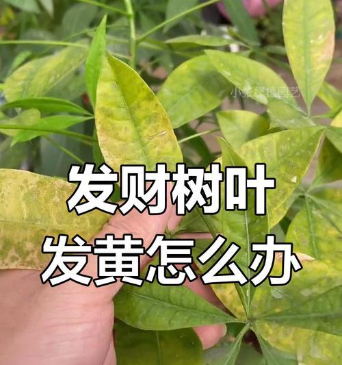 大发财树叶子发黄的原因及处理方法（关注养护技巧，让你的大发财树重现翠绿）