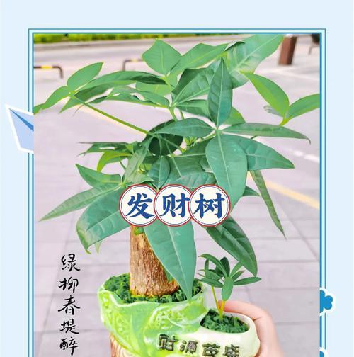 如何正确养护发财树，让它更健康茁壮（发财树养护秘籍，让您财运亨通）