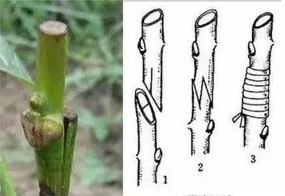 桂花嫁接技术的选择与实施（如何选择合适的枝条进行桂花嫁接的关键步骤）