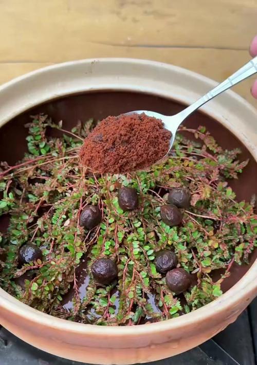 铺地锦竹草的营养与食用方法（探索铺地锦竹草的美食世界，尽情享受天然健康）
